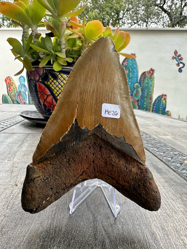 Diente de Megalodón. 5.15 pulgadas #M26