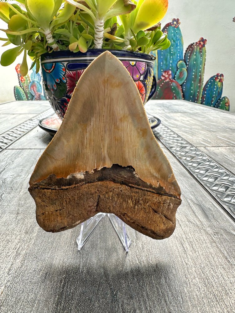 Diente de Megalodon, 5.1 pulgadas #M3006