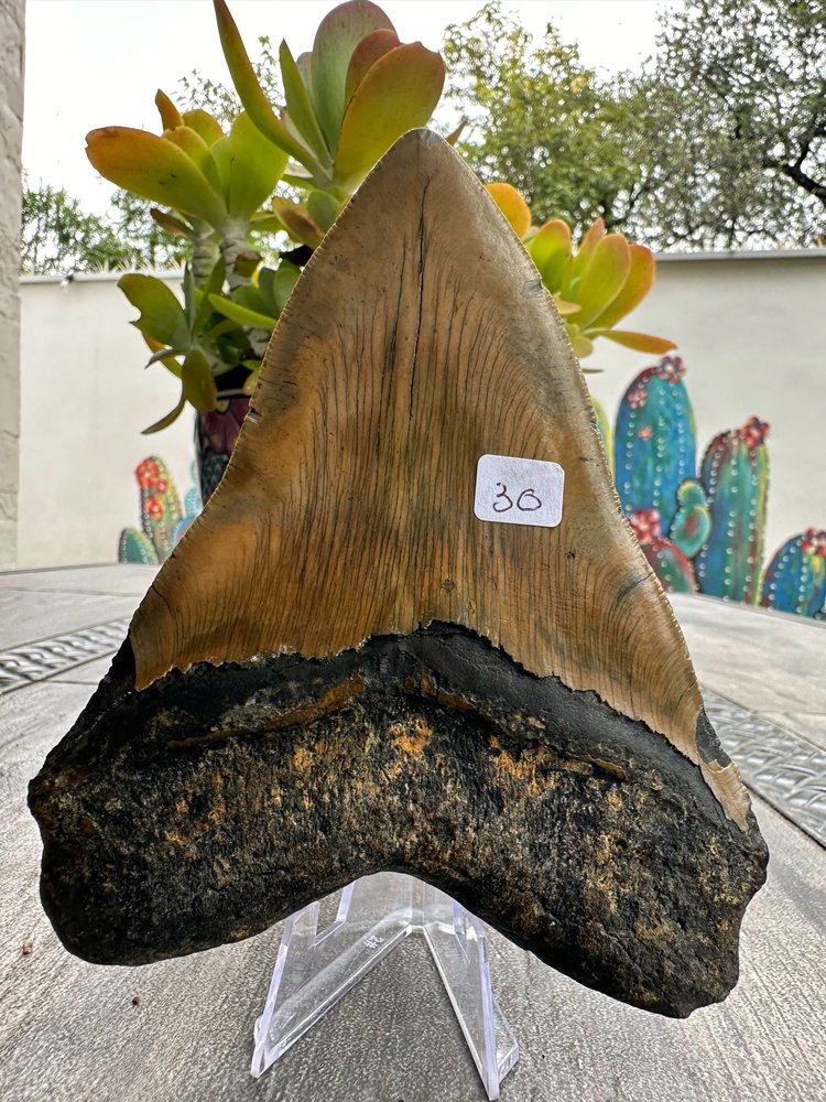 Diente de Megalodón. 5.3 pulgadas #M30