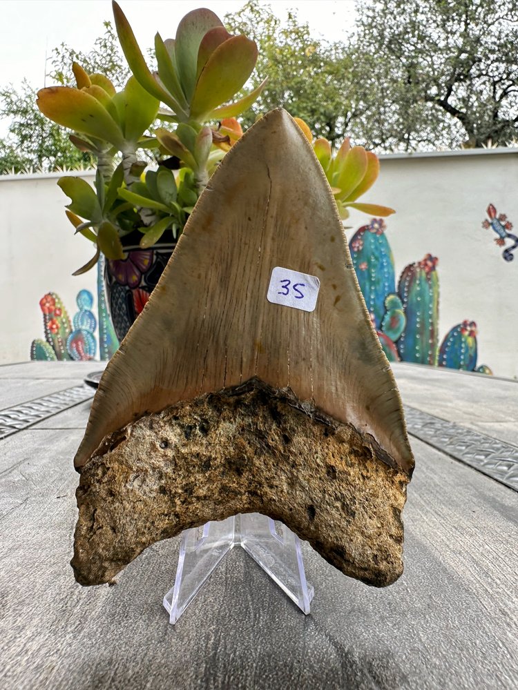 Diente de Megalodón. 4.9 pulgadas #M35