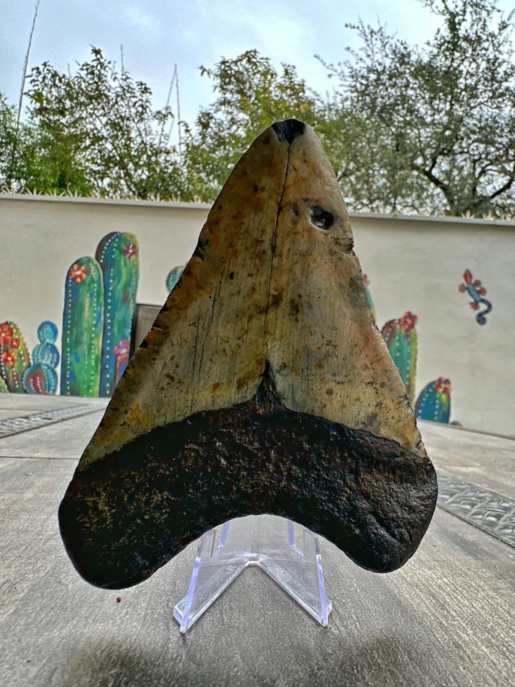 Diente de Megalodón. 4.9 pulgadas #M5