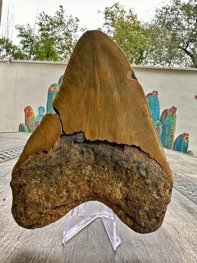 Diente de Megalodón. 5.5 pulgadas #M6