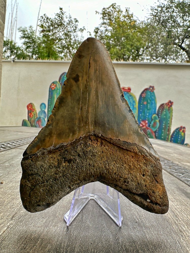 Diente de Megalodón. 4.9 pulgadas #M7