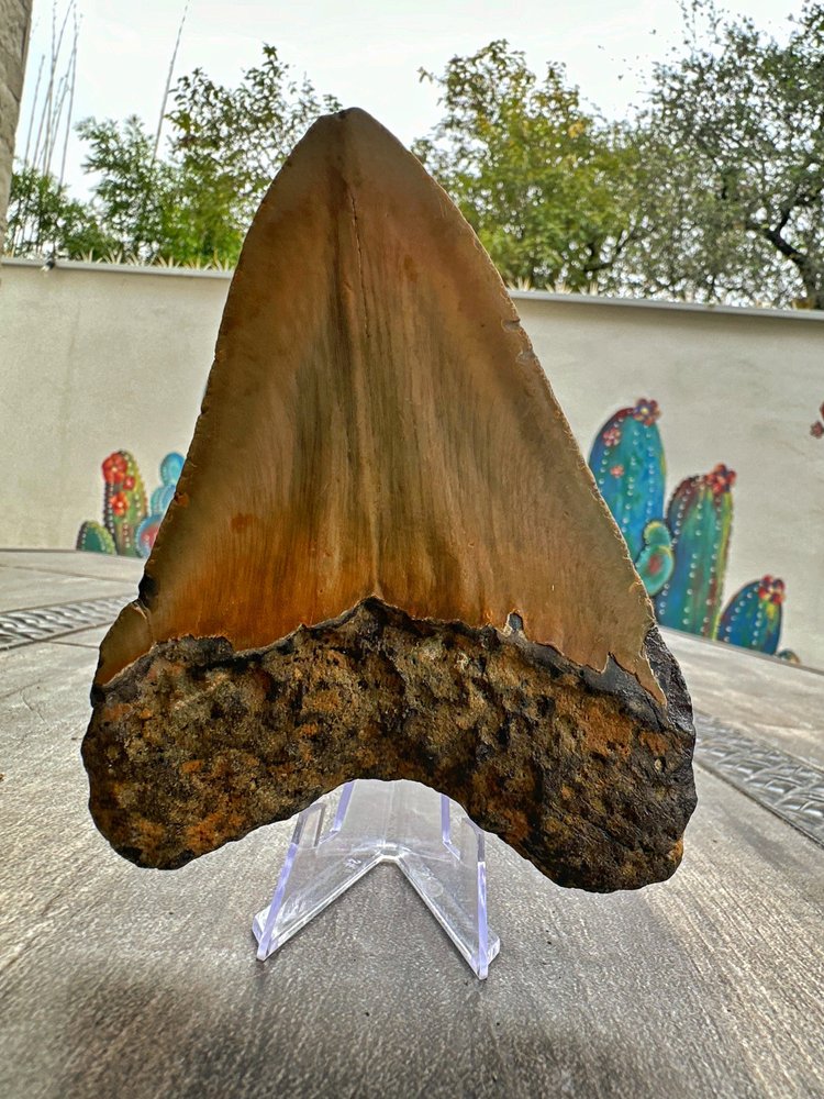 Diente de Megalodón. 5.3 pulgadas #M8