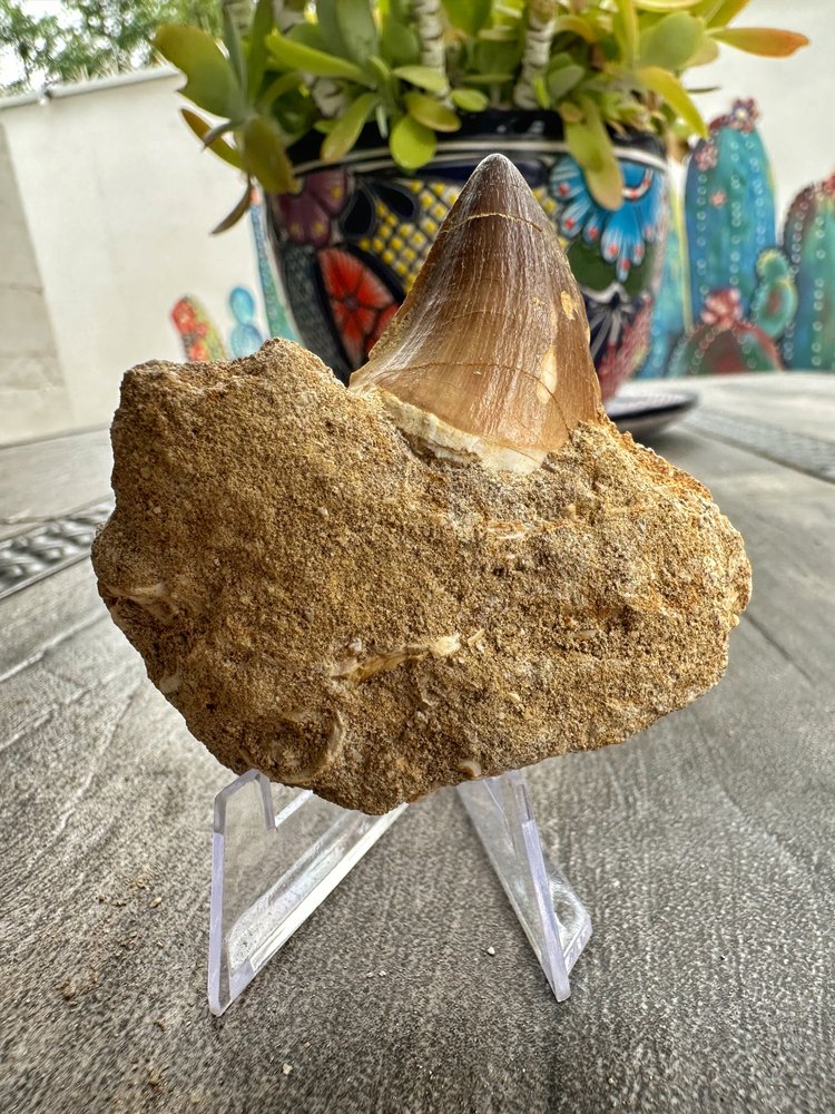 Diente de Mosasaurio en su Matriz