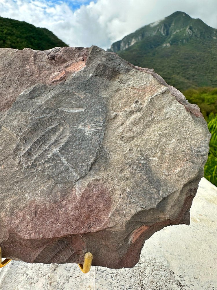 Mortandad de Trilobites