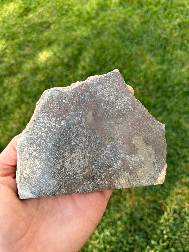 Rebanada de Hueso de Dinosaurio Agatizado (Saurópodo) #H111