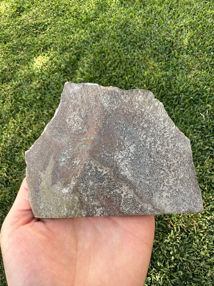 Rebanada de Hueso de Dinosaurio Agatizado (Saurópodo) #H111