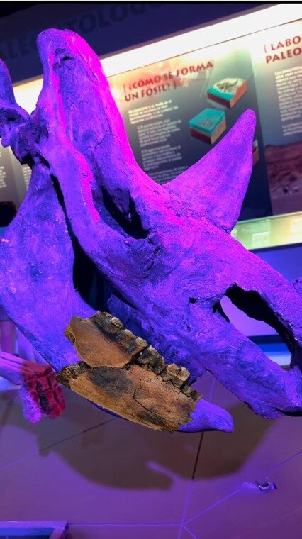 Mandíbula Parcial de Rinoceronte (Stephanorhinus Kirchbergensis)