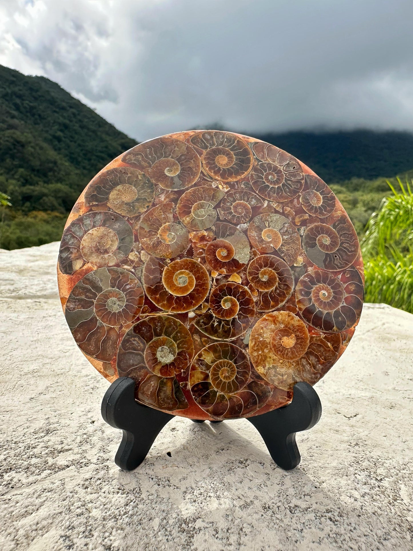 +30 trozos de amonite en disco, 11.5 cm