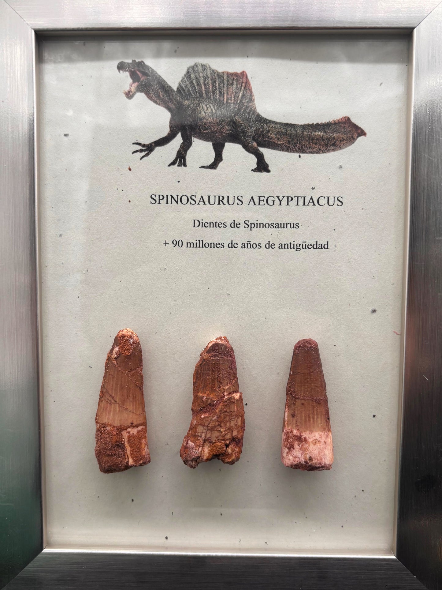 3 Dientes de Spinosaurus