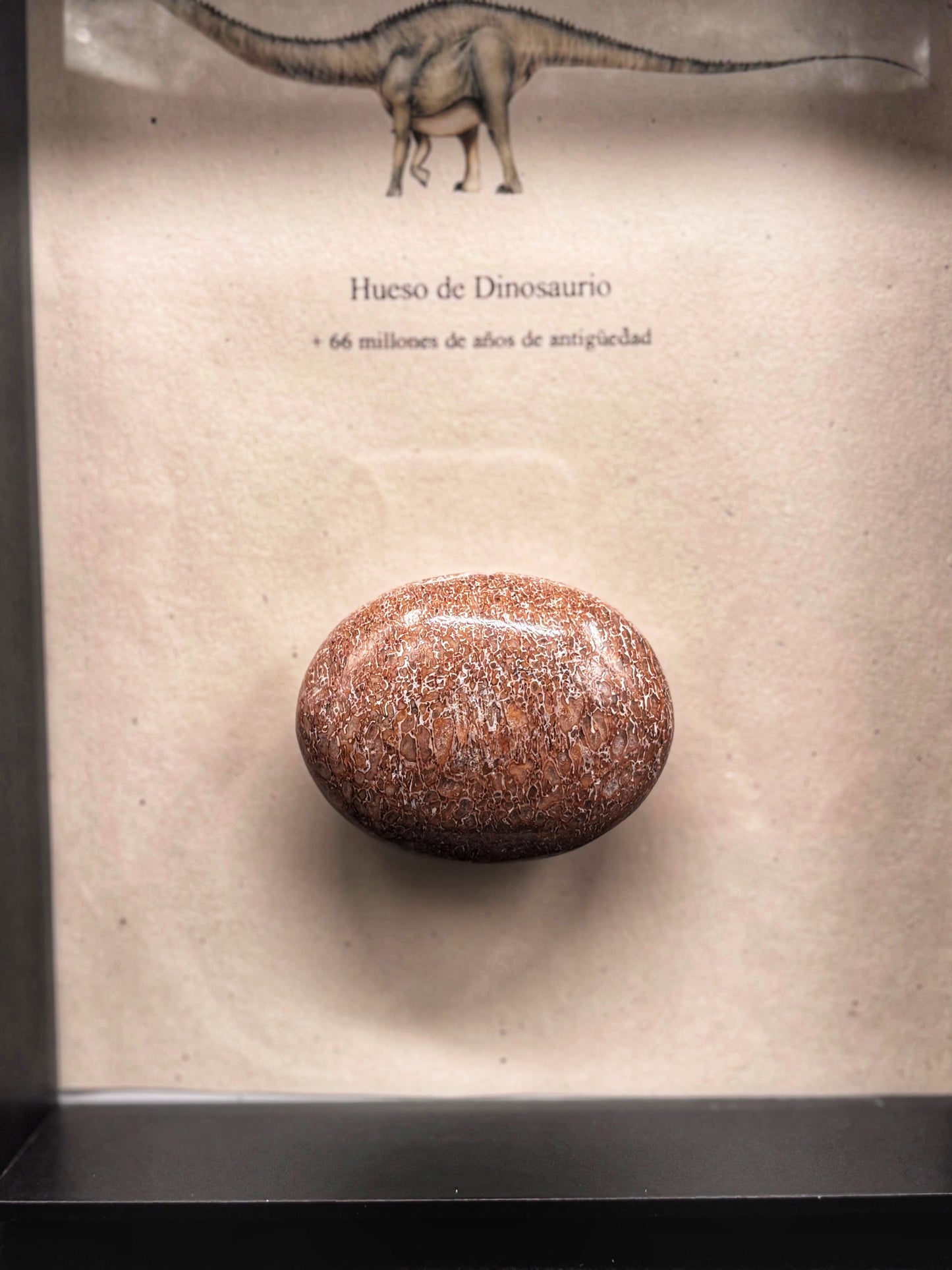 Hueso de Dinosaurio