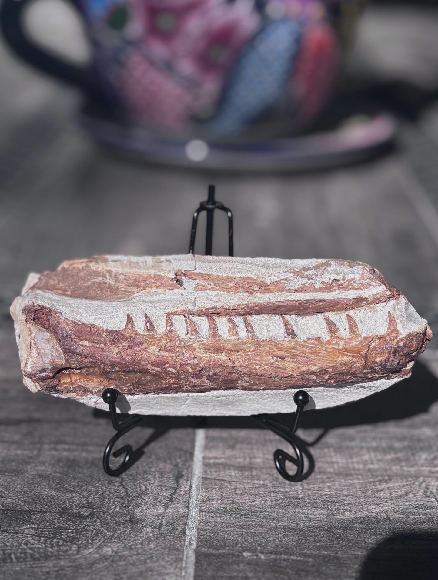 Mandibula de Tethysaurus (Mosasaurio), 17x7 cm #Hh29