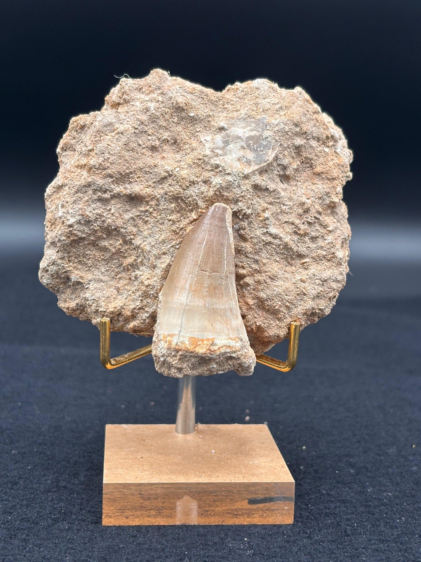 Diente de Mosasaurio en su Matriz