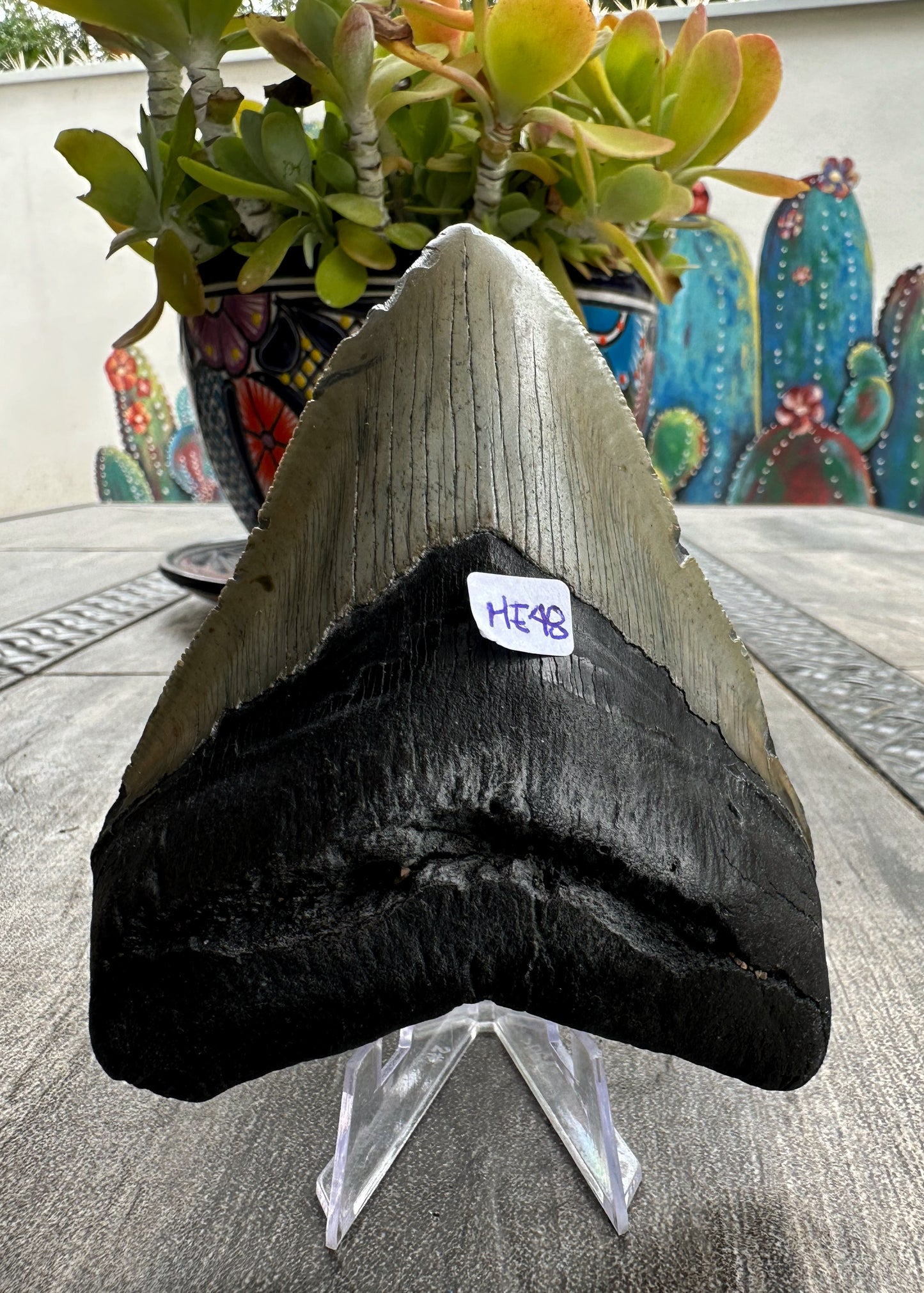 Diente de Megalodón. 4.6 pulgadas #M48