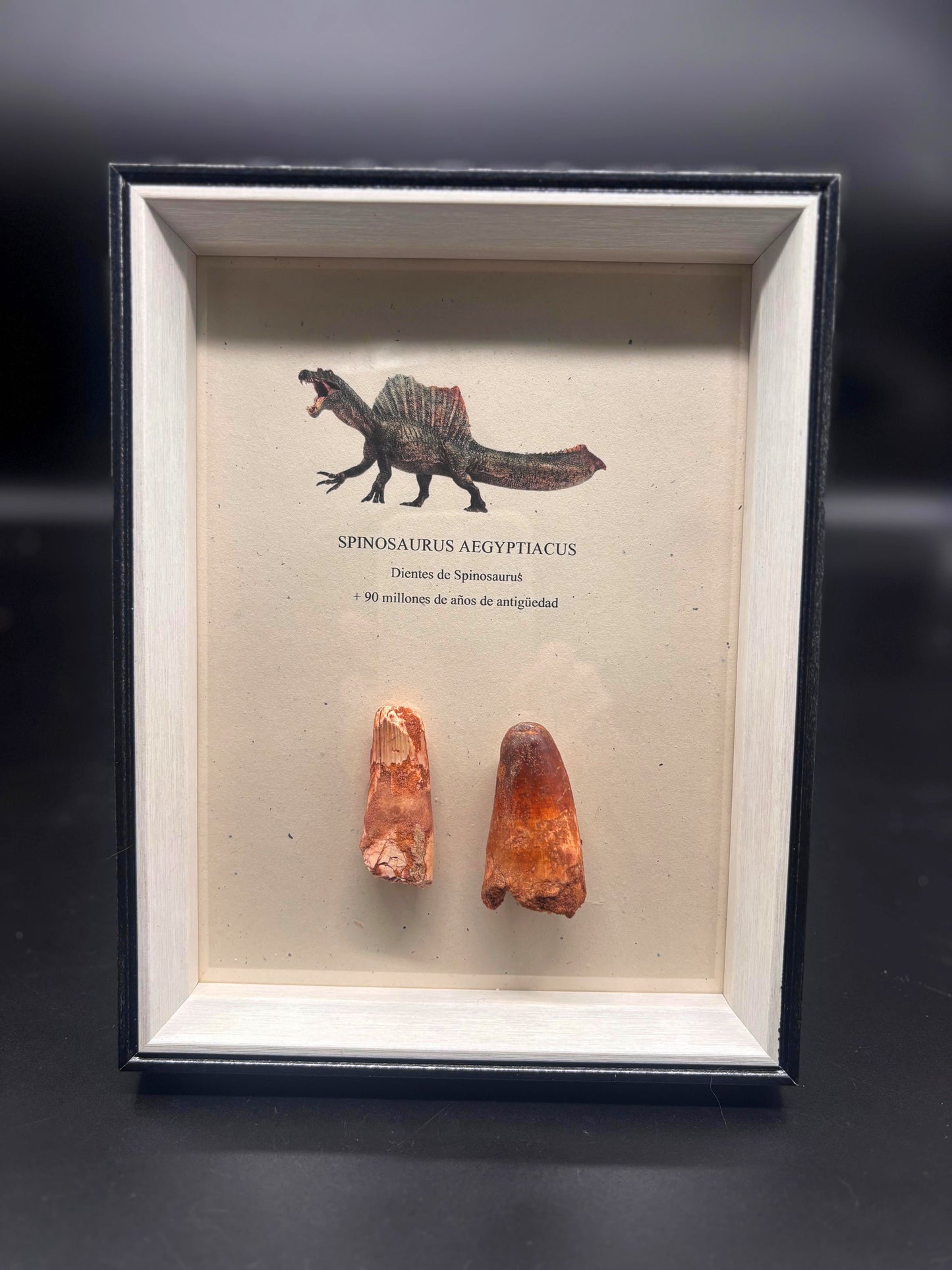 2 Dientes de Spinosaurus
