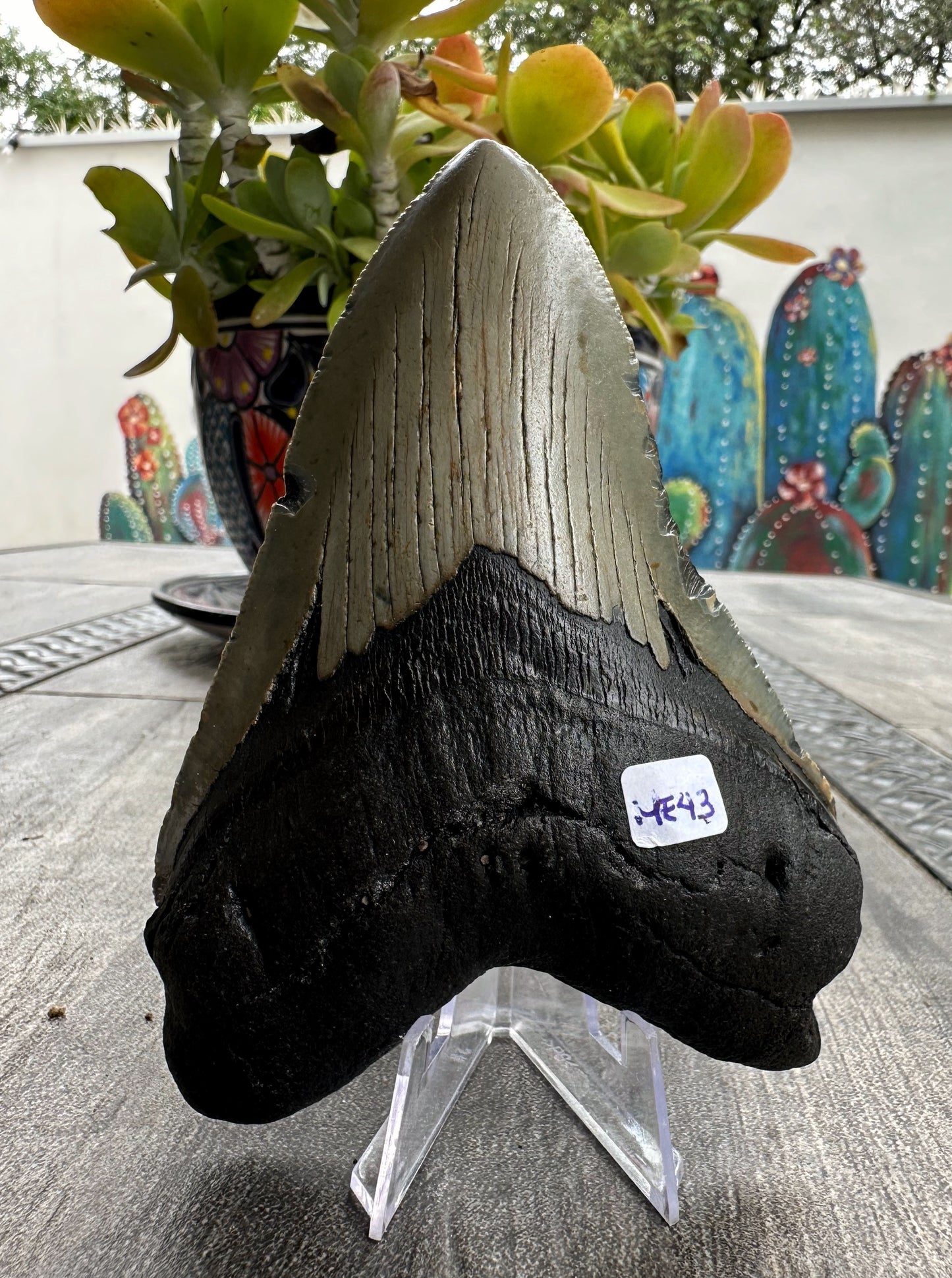 Diente de Megalodón. 5.3 pulgadas #M43