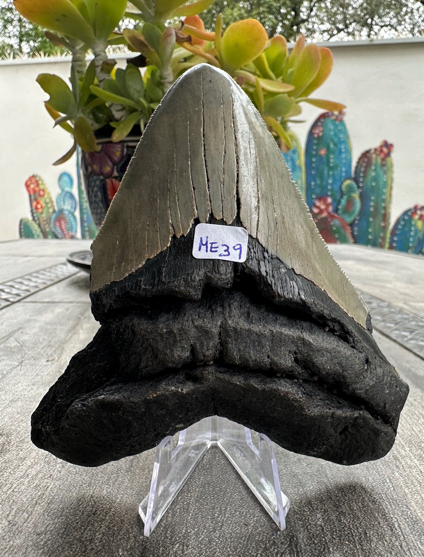 Diente de Megalodón. 4.8 pulgadas #M39