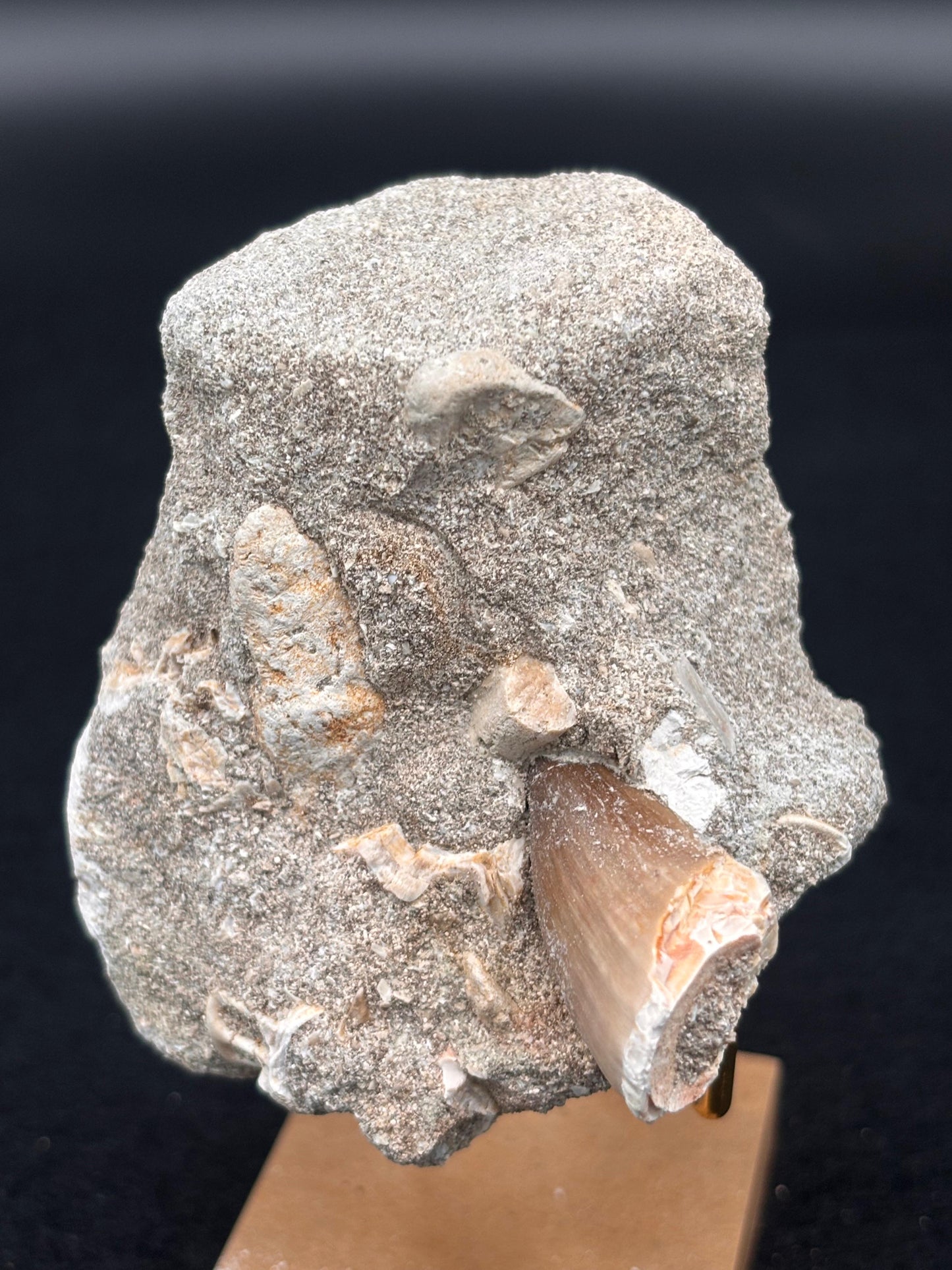 Diente de Mosasaurio en su Matriz