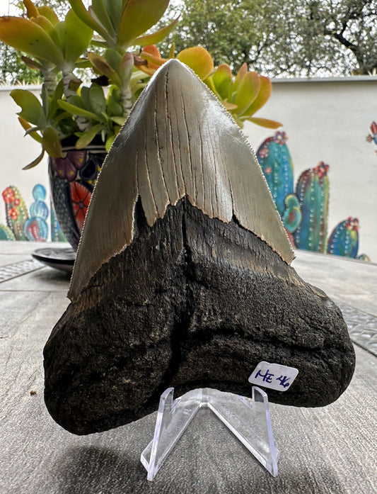 Diente de Megalodón. 4.9 pulgadas #M46