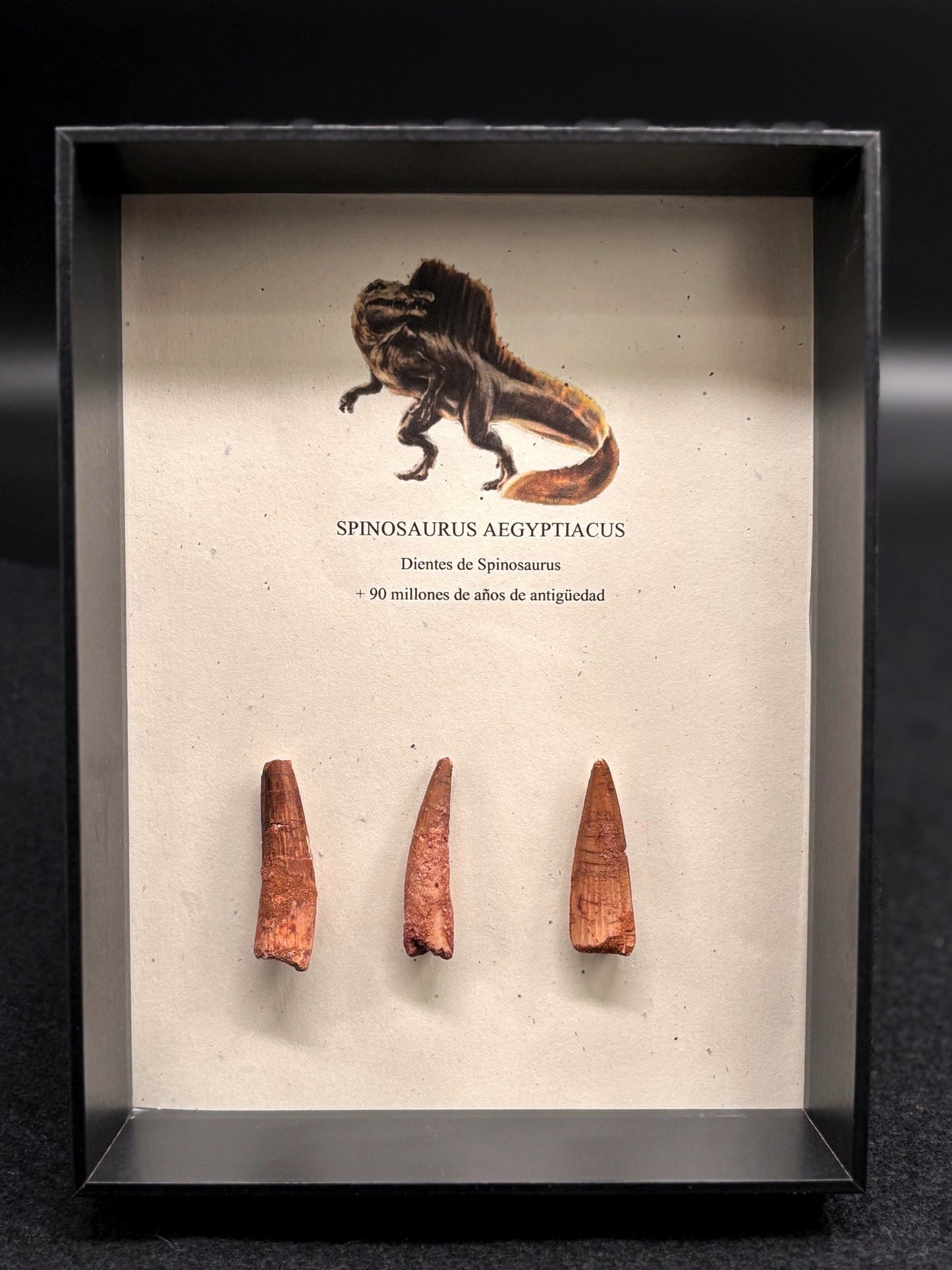3 Dientes de Spinosaurus