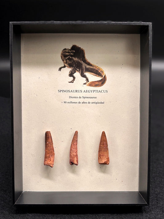 3 Dientes de Spinosaurus