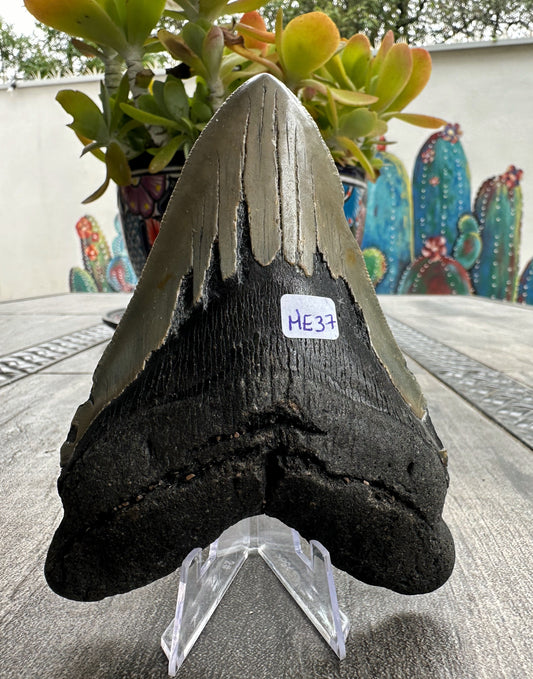 Diente de Megalodón. 5.2 pulgadas #M37