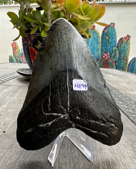 Diente de Megalodón. 5.0 pulgadas #M44