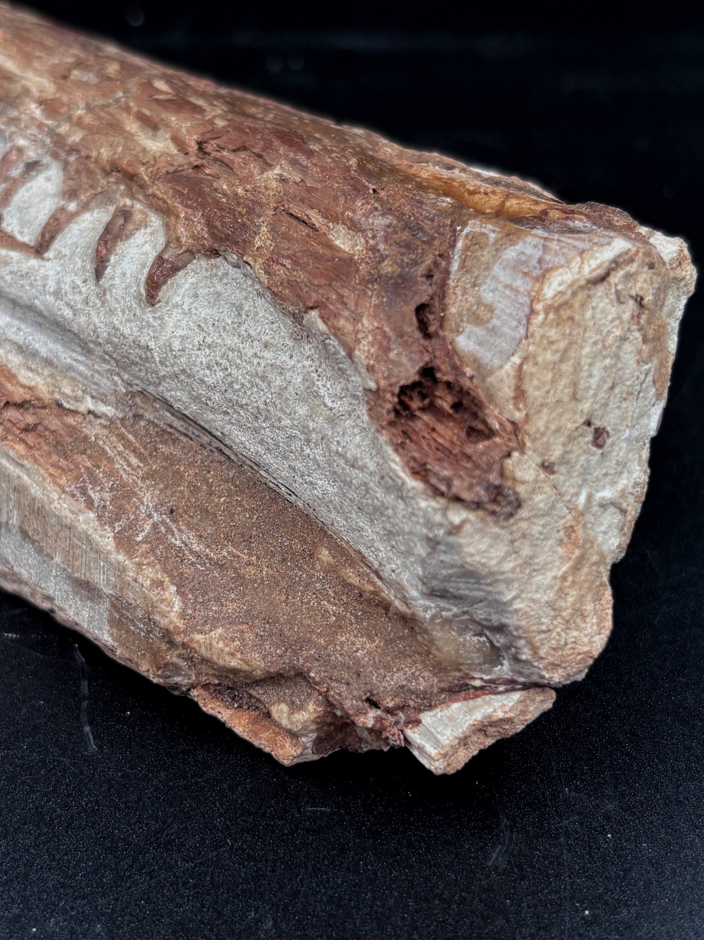 Mandibula de Tethysaurus (Mosasaurio), 17x7 cm #Hh29