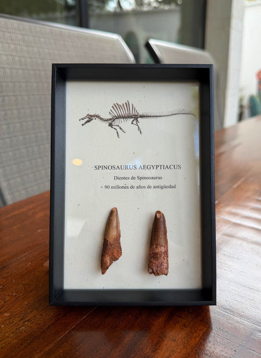 2 Dientes de Spinosaurus
