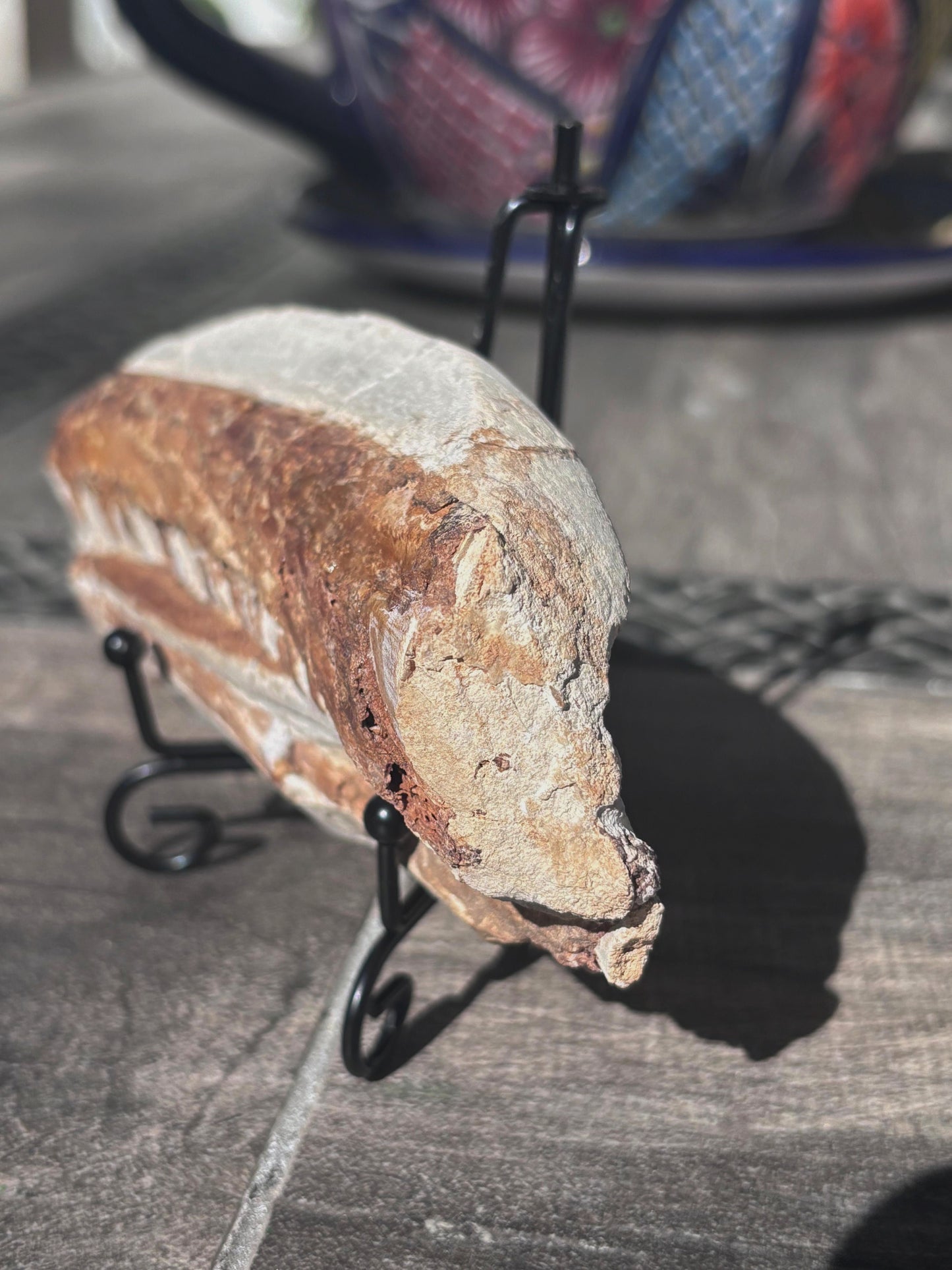 Mandibula de Tethysaurus (Mosasaurio), 17x7 cm #Hh29