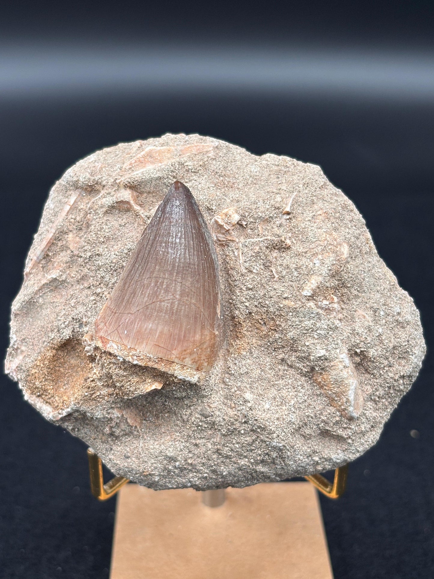 Diente de Mosasaurio en su Matriz