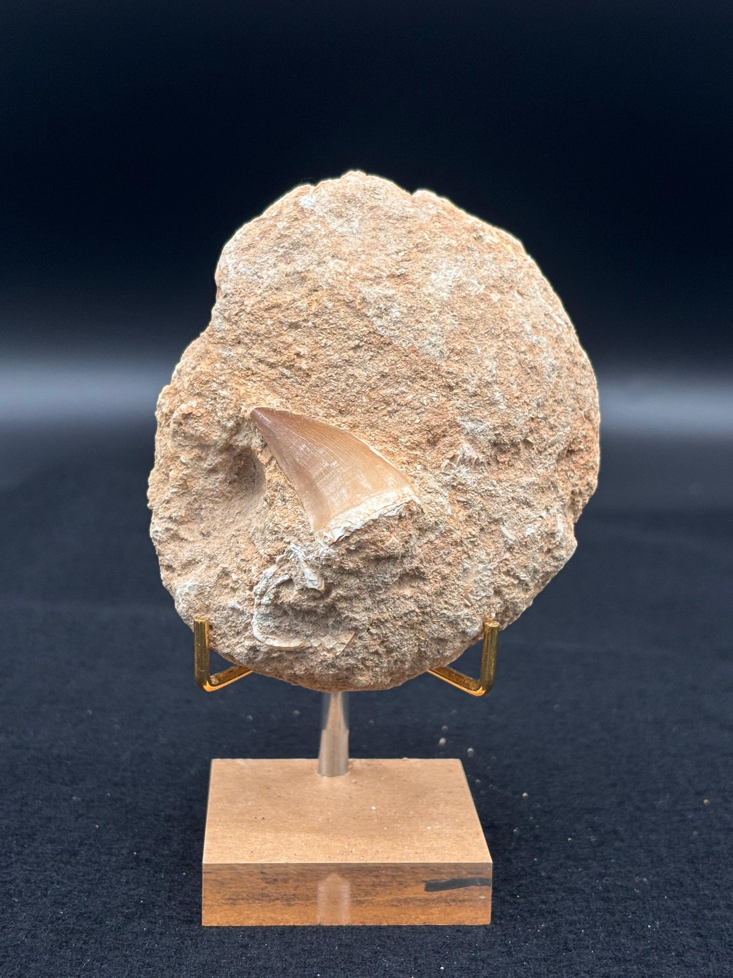 Diente de Mosasaurio en su Matriz