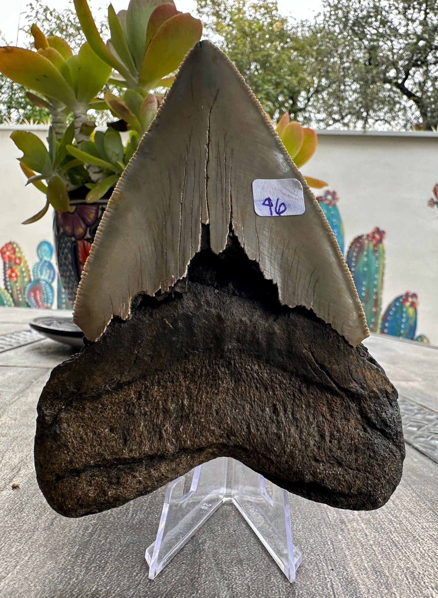 Diente de Megalodón. 4.9 pulgadas #M46