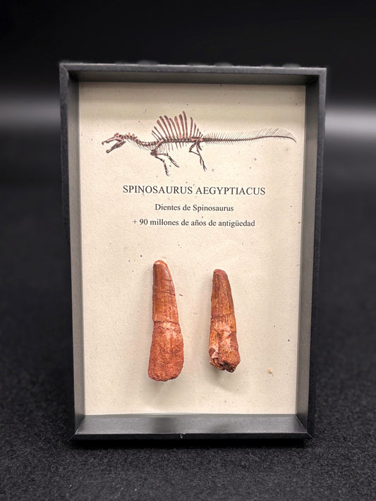 2 Dientes de Spinosaurus