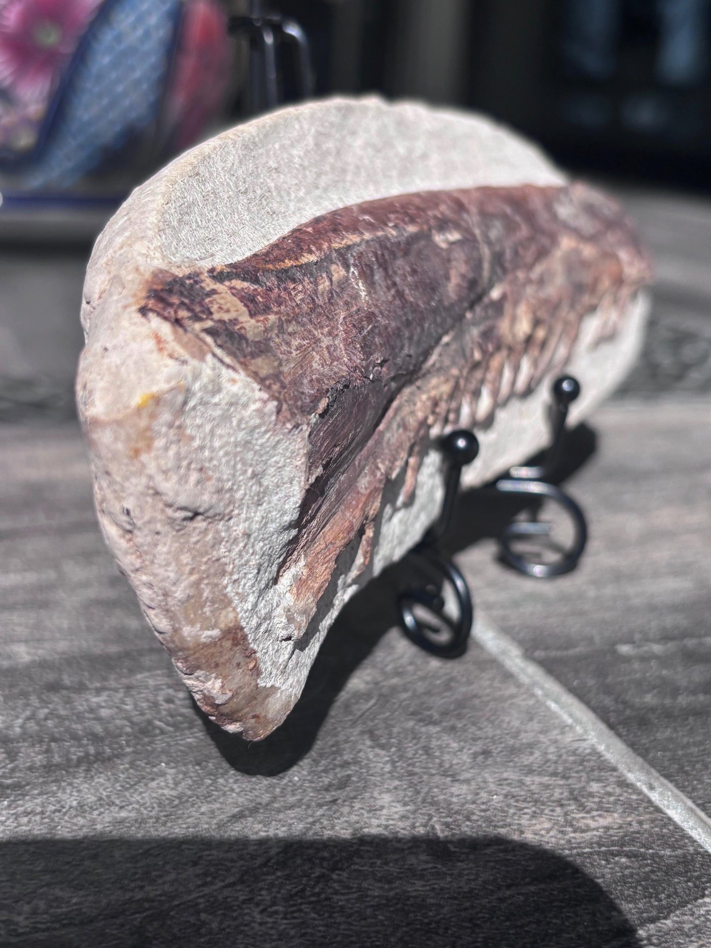 Mandibula de Tethysaurus (Mosasaurio), 21x8 cm #Hh30