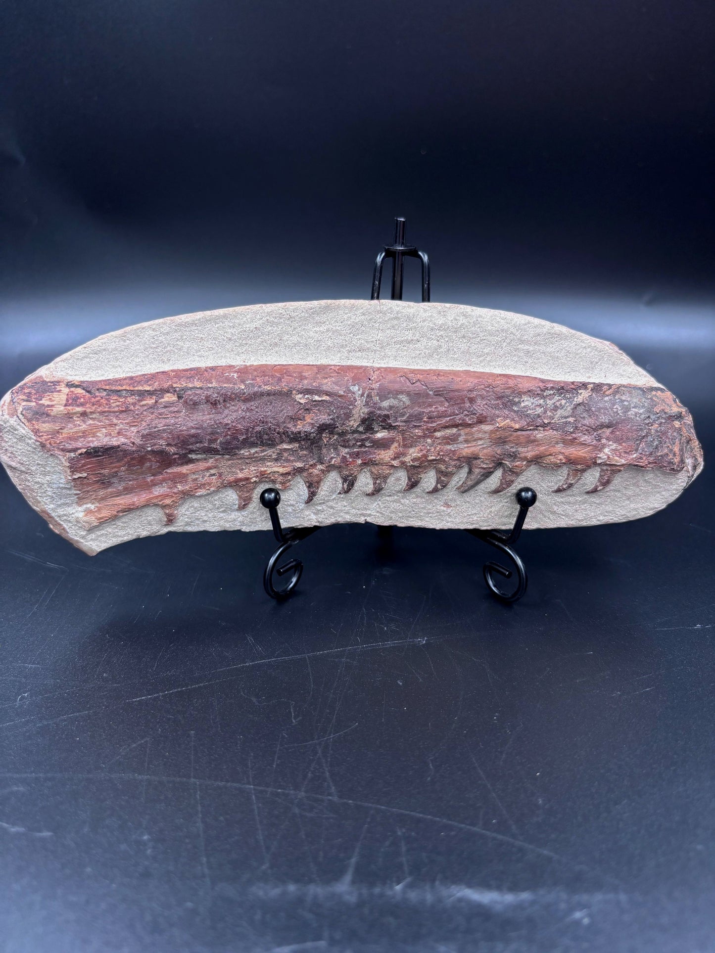 Mandibula de Tethysaurus (Mosasaurio), 21x8 cm #Hh30