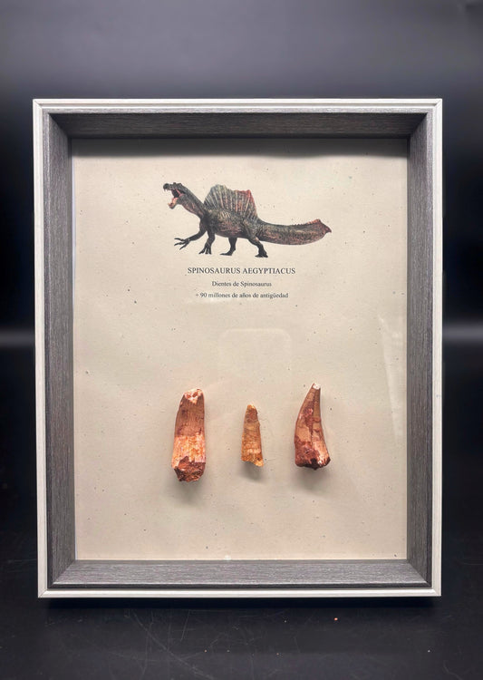3 Dientes de Spinosaurus