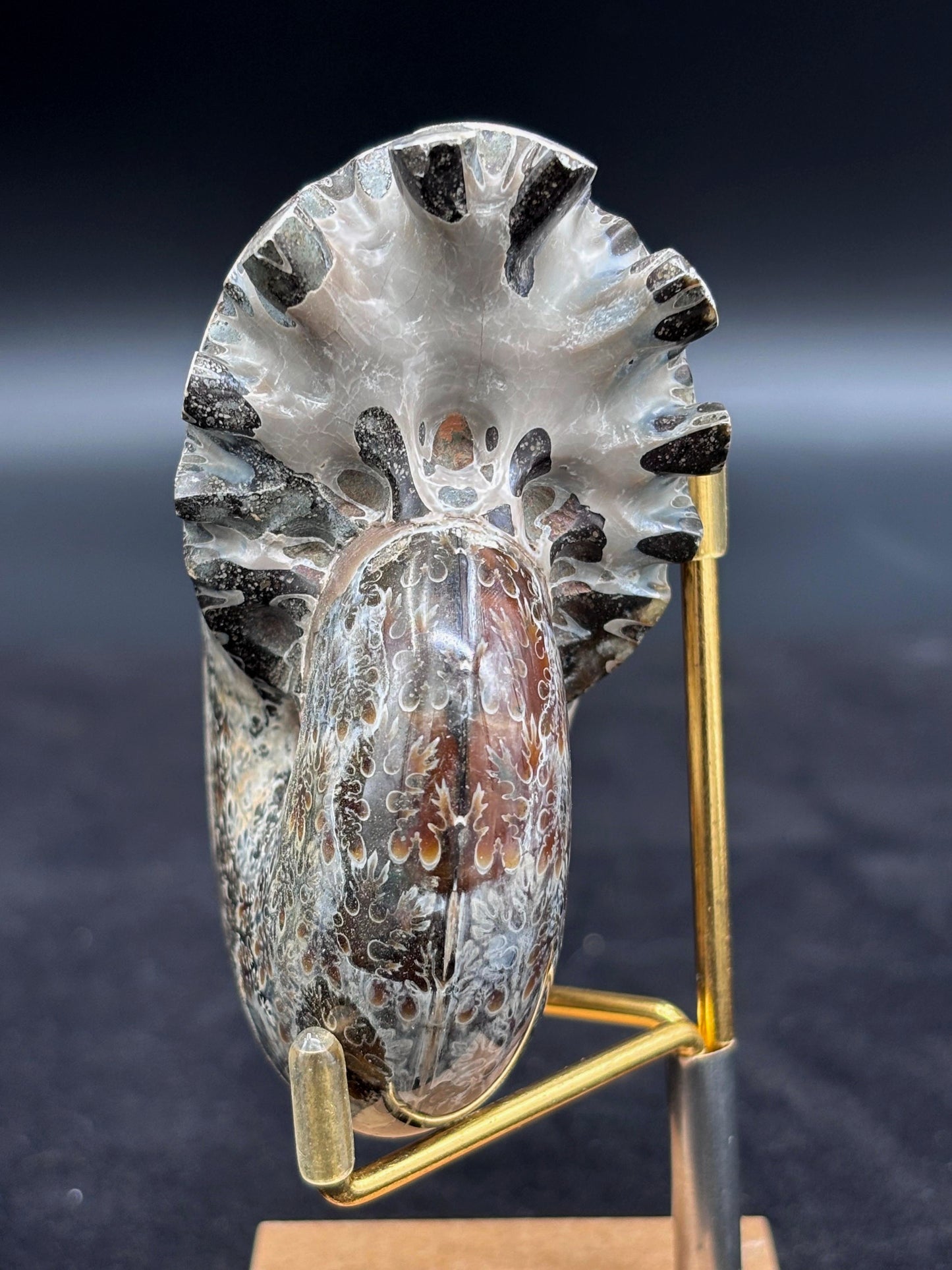 Amonite Cleoniceras Pulido, 8x7 cm #Hh54