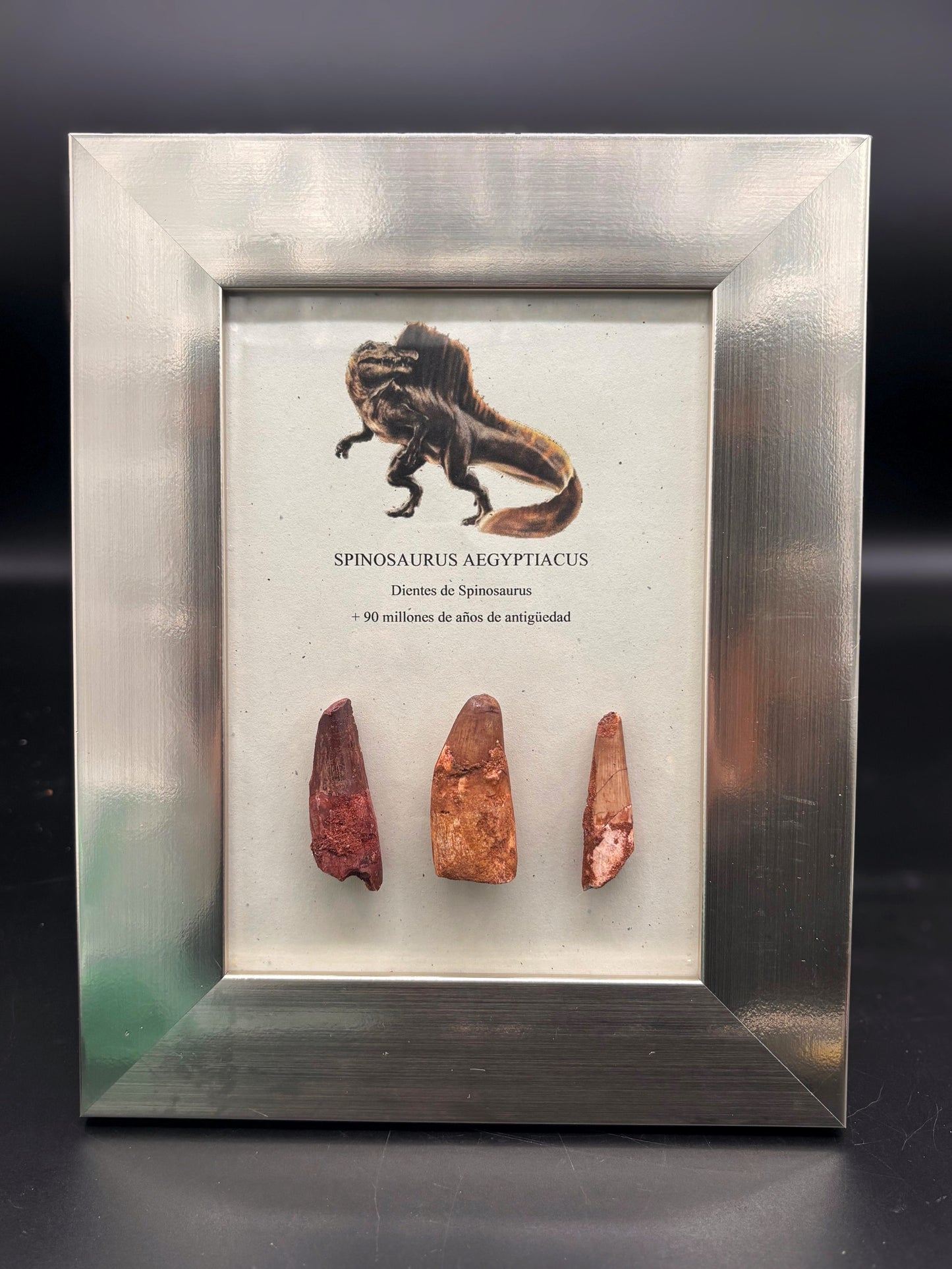 3 Dientes de Spinosaurus