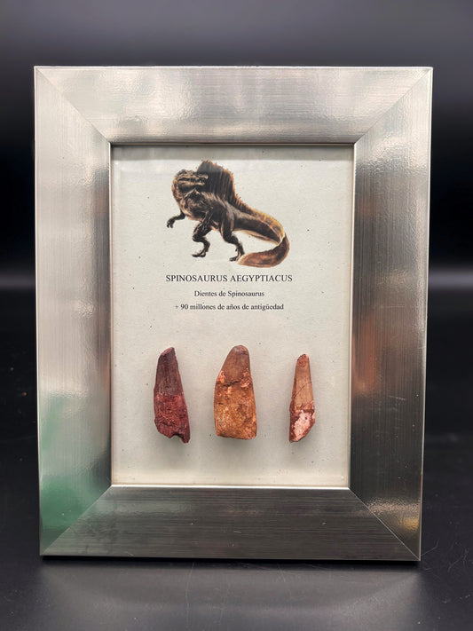 3 Dientes de Spinosaurus