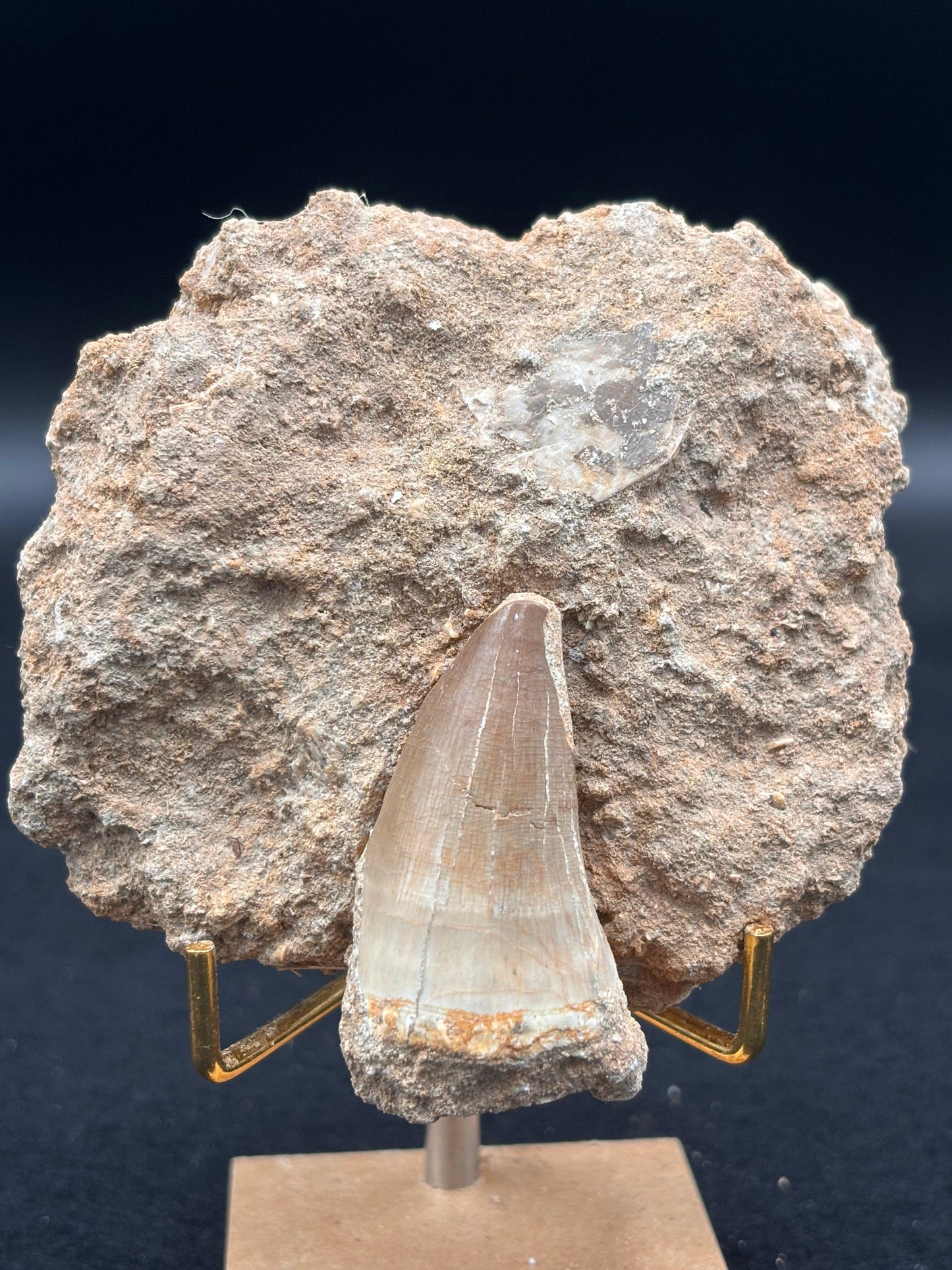 Diente de Mosasaurio en su Matriz