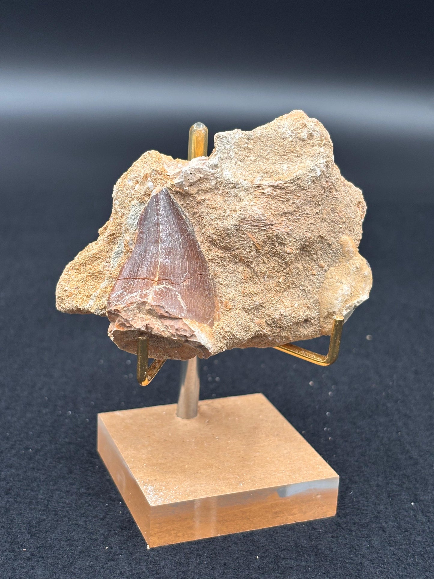 Diente de Mosasaurio en su Matriz