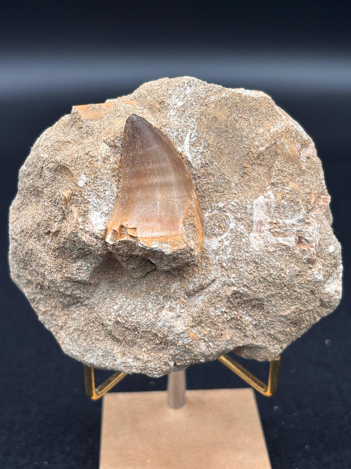 Diente de Mosasaurio en su Matriz