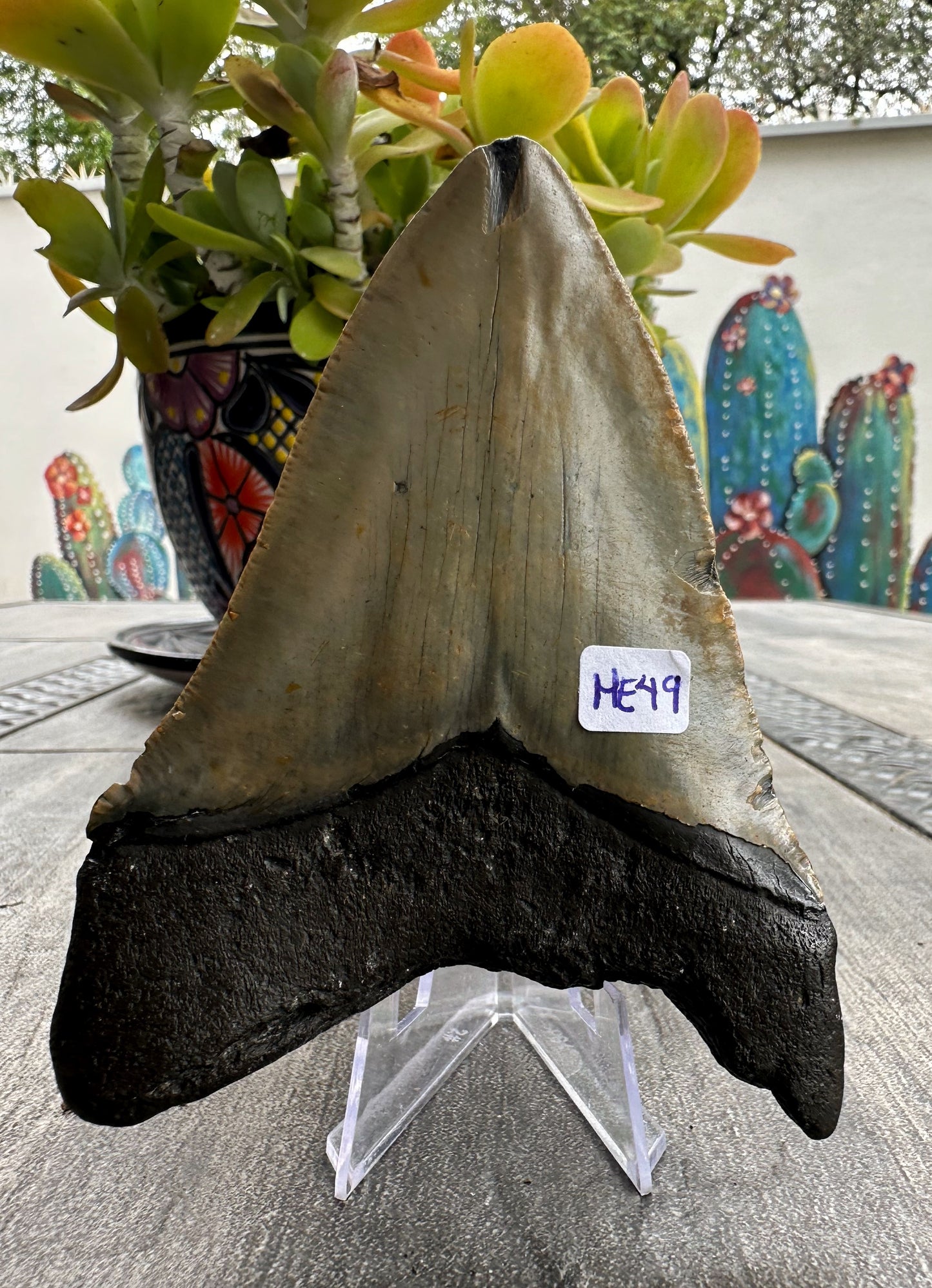 Diente de Megalodón. 4.5 pulgadas #M49