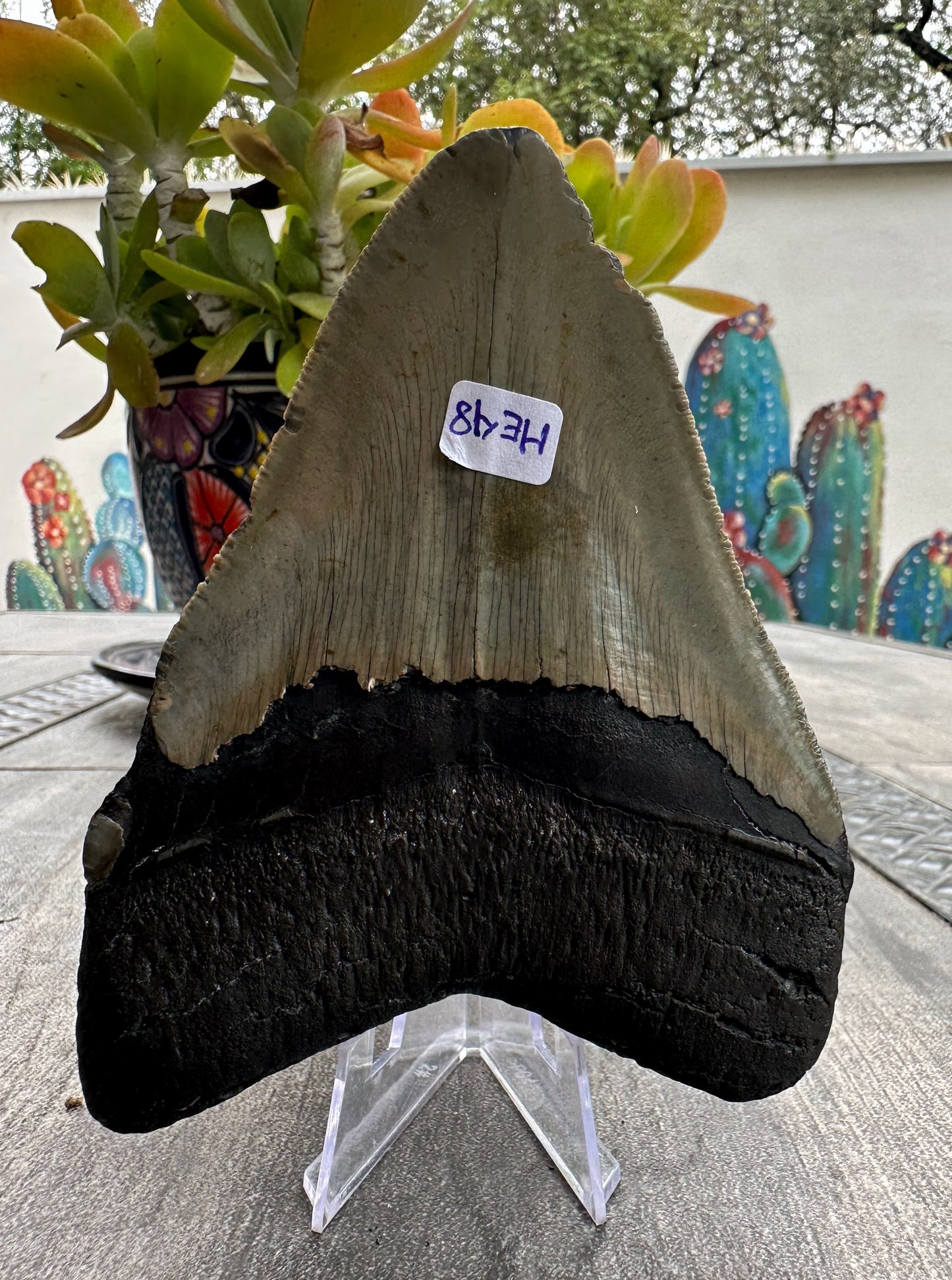 Diente de Megalodón. 4.6 pulgadas #M48