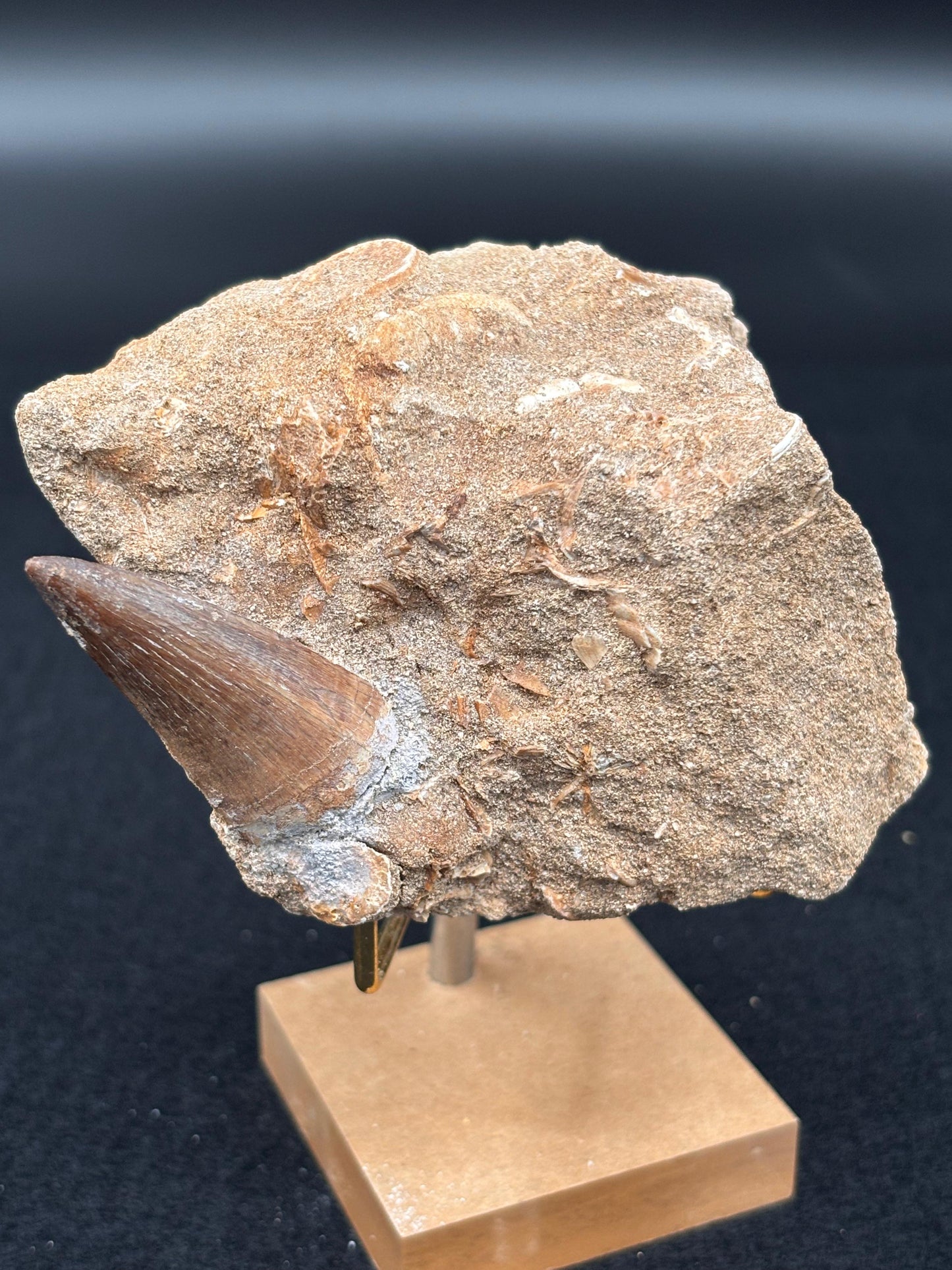 Diente de Mosasaurio en su Matriz