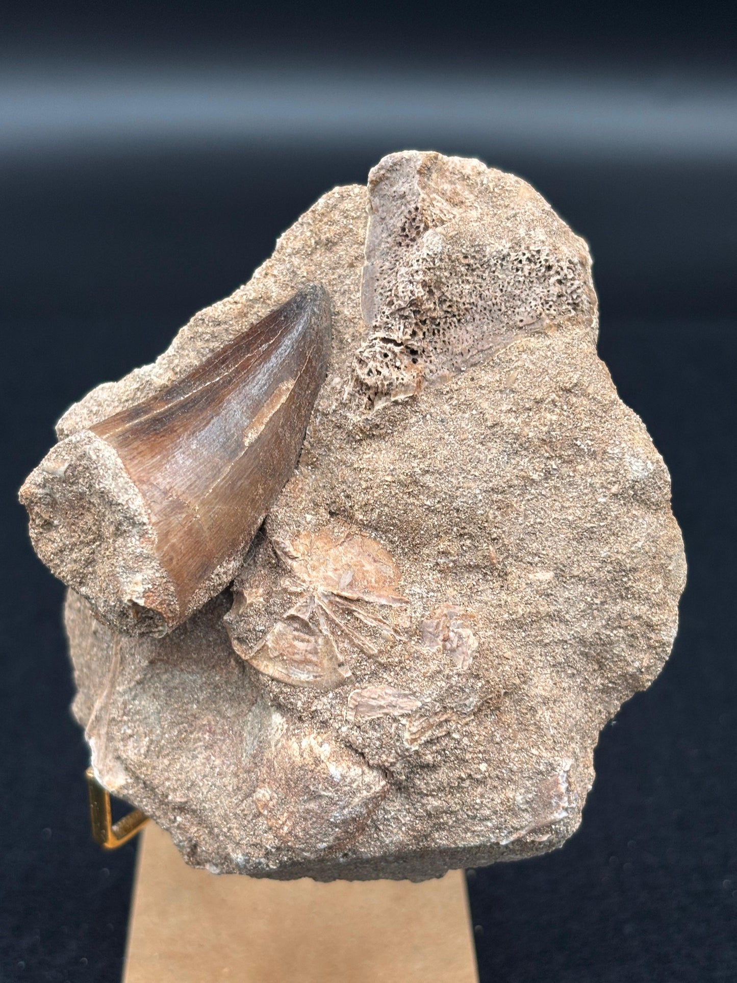 Diente de Mosasaurio en su Matriz