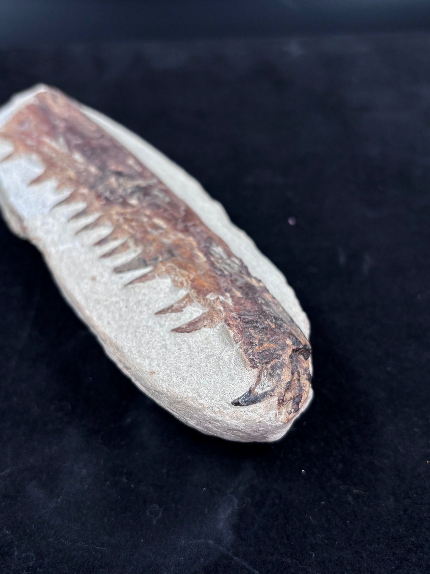 Mandibula de Tethysaurus (Mosasaurio), 21x8 cm #Hh30