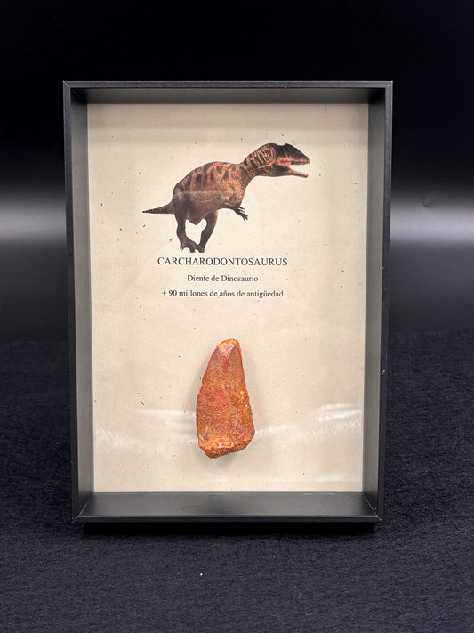 Diente de Carcharodontosaurus